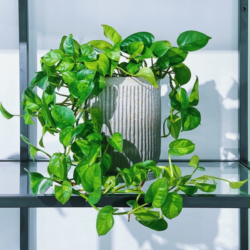 ポトス・グローバルグリーン Pothos Epipremnum pinnatum 'Global Green' ポトス・グローバルグリーン Pothos Epipremnum pinnatum 'Global Green'