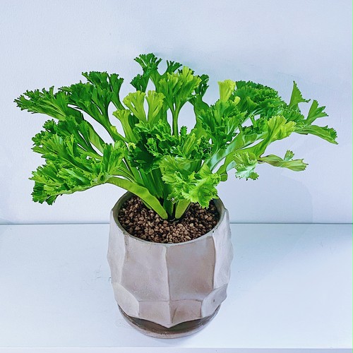 アスプレニウム・レズリー Asplenium nidus ‘Leslie' アスプレニウム・レズリー Asplenium nidus ‘Leslie'