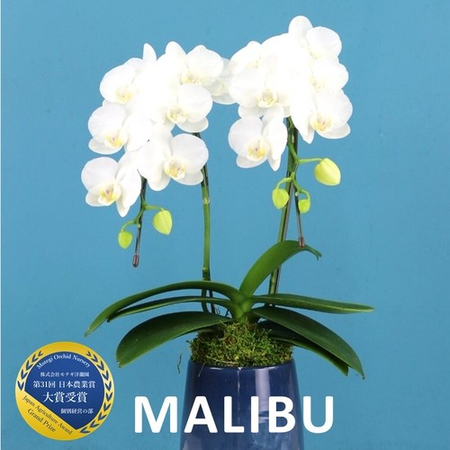 5 000円 10 000円 税別 モテギ洋蘭園