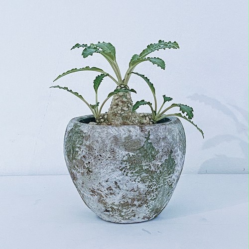 ドルステニア・ラブラニー×ホルウッディ Dorstenia lavranii × horwoodii 10/05 ドルステニア・ラブラニー×ホルウッディ Dorstenia lavranii × horwoodii 10/05