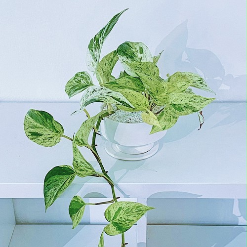 ポトス・マーブルクイン Pothos Epipremnum aureum 'Marble Queen' ポトス・マーブルクイン Pothos Epipremnum aureum 'Marble Queen'