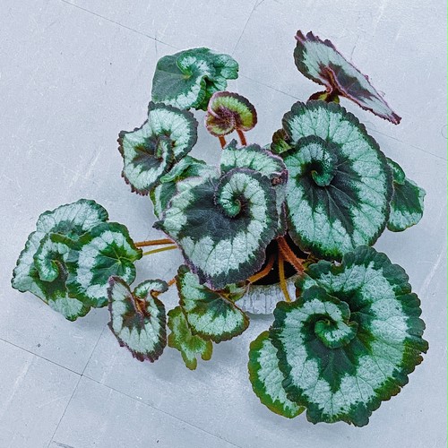 レックスベゴニア ・エスカルゴ Begonia rex escargot レックスベゴニア ・エスカルゴ Begonia rex escargot