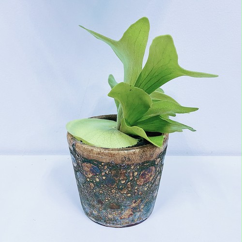 ビカクシダ・ネザーランド P. bifurcatum cv. Netherlands ビカクシダ・ネザーランド P. bifurcatum cv. Netherlands