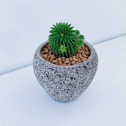 ユーフォルビア・ドラゴンボール(スザンナエ) Euphorbia susannae ユーフォルビア・ドラゴンボール(スザンナエ) Euphorbia susannae