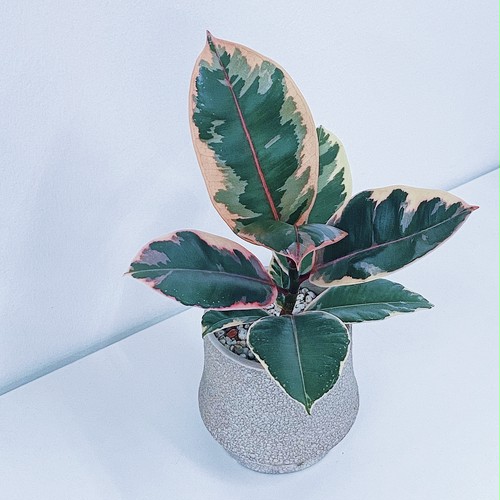 フィカス・ルビー Ficus elastica ‘Ruby' フィカス・ルビー Ficus elastica ‘Ruby'