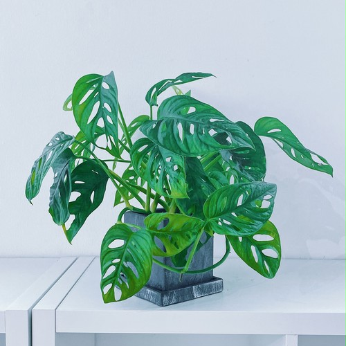 モンステラ・フリードリヒスタリー(マドカズラ)Monstera friedrichsthalii Schott モンステラ・フリードリヒスタリー(マドカズラ)Monstera friedrichsthalii Schott