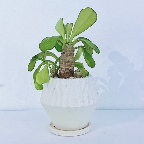 ユーフォルビア・ユニスピナ Euphorbia unispina 10/05 ユーフォルビア・ユニスピナ Euphorbia unispina 10/05