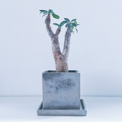 パキポディウム・マカイエンセ Pachypodium makayense パキポディウム・マカイエンセ Pachypodium makayense