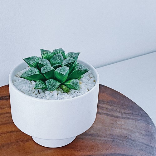 ハオルチア・コンプトニアナ x スプレンデンス Haworthia comptoniana x splendens ハオルチア・コンプトニアナ x スプレンデンス Haworthia comptoniana x splendens