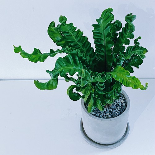 タニワタリ・プリカーツム "アカキ" Asplenium plicatum "Akaki" タニワタリ・プリカーツム "アカキ" Asplenium plicatum "Akaki"