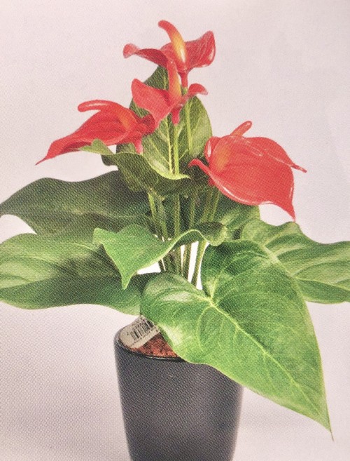 花小鉢 シリーズ Belleil ベール