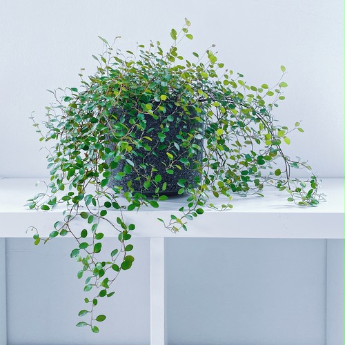 ミューレンベッキア(ワイヤープランツ)Muehlenbeckia complexa ミューレンベッキア(ワイヤープランツ)Muehlenbeckia complexa