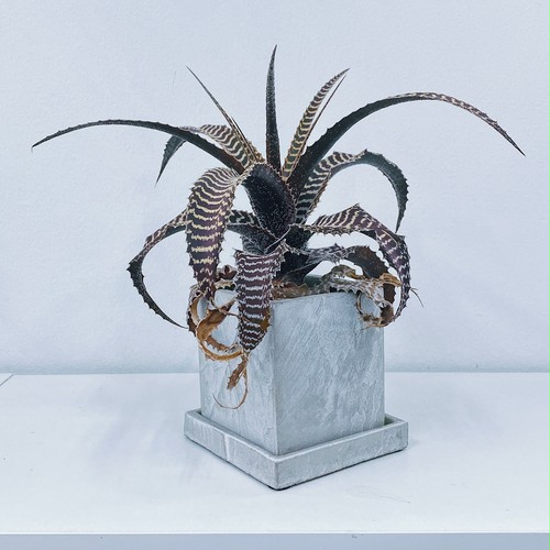オルソフィツム・グルケニー Orthophytum gurkenii オルソフィツム・グルケニー Orthophytum gurkenii