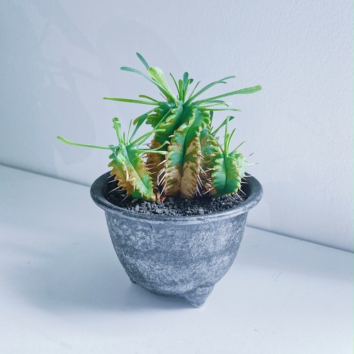 ユーフォルビア・プルビナータ(笹蟹丸)Euphorbia pulvinata ユーフォルビア・プルビナータ(笹蟹丸)Euphorbia pulvinata