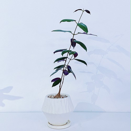 ペトペンチア・ナタレンシス Petopentia natalensis 10/05 ペトペンチア・ナタレンシス Petopentia natalensis 10/05
