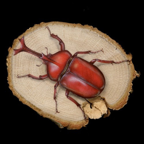 【原画】輪切り絵アート：赤いカブトムシ (Rhinoceros beetle) | Jギャラプラス