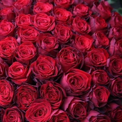 赤バラの花束 100本 花言葉は 100 の愛 感動のプロポーズに 幕張のお花屋さんからウェディングやお祝い花 胡蝶蘭 プリザーブド おしゃれな プレゼントをお届け ブーケアンドブーケ