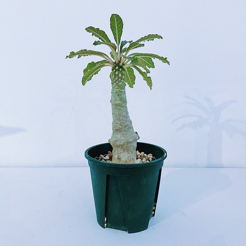 ドルステニア・ラブラニー×フォエチダ Dorstenia lavrani × foetida ドルステニア・ラブラニー×フォエチダ Dorstenia lavrani × foetida
