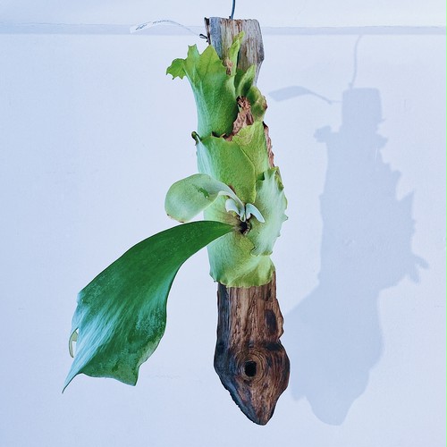 ビカクシダ ウィリンキー 流木着生 P. willinckii Bogor + wood made by Nukul ③ 9/24 ビカクシダ ウィリンキー 流木着生 P. willinckii Bogor + wood made by Nukul ③ 9/24