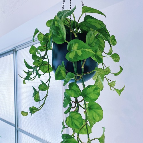 ポトス・グローバルグリーン Pothos Epipremnum pinnatum 'Global Green’ ポトス・グローバルグリーン Pothos Epipremnum pinnatum 'Global Green’