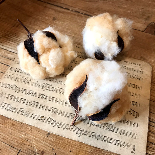 コットンフラワーと楽譜セット コットンフラワーと楽譜セット