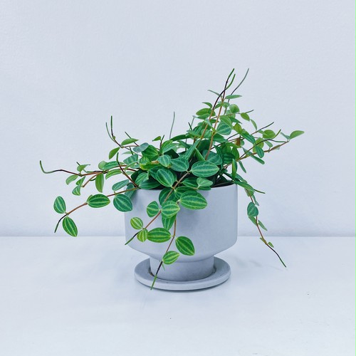 ペペロミア・アングラータ Peperomia anglata ペペロミア・アングラータ Peperomia anglata