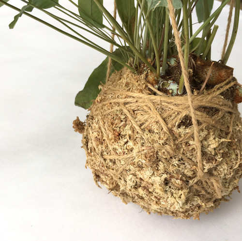 フレボディウム オーレムブルースター Greenshare