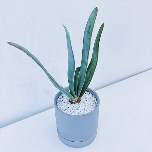 アロエ・プリカティリス Aloe plicatilis 10/14 アロエ・プリカティリス Aloe plicatilis 10/14