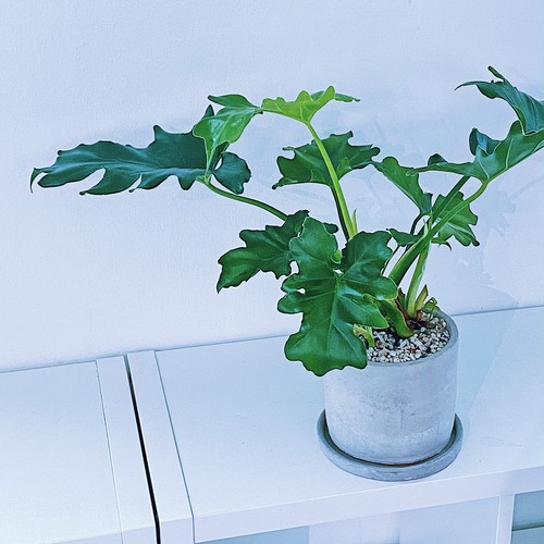フィロデンドロン・セローム Philodendron selloum フィロデンドロン・セローム Philodendron selloum
