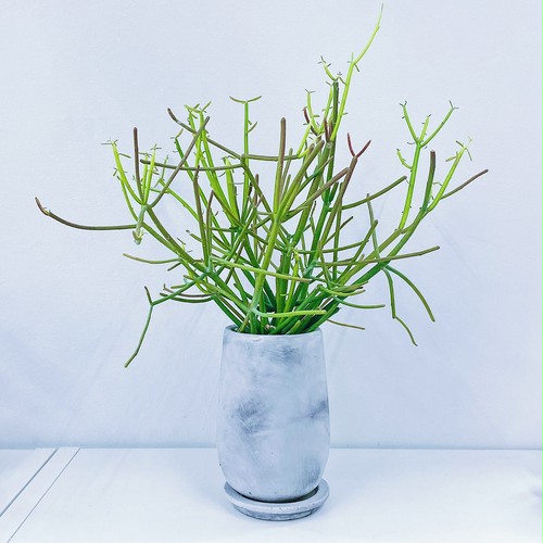 ミルクブッシュ・ファイヤースティック euphorbia tirucalli 'Sticks on Fire’ ミルクブッシュ・ファイヤースティック euphorbia tirucalli 'Sticks on Fire’