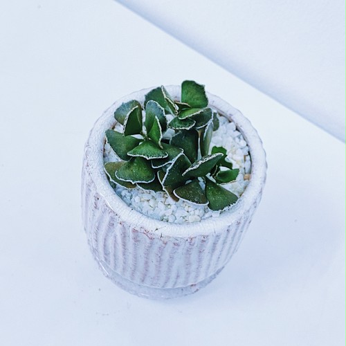 カランコエ・ロンポピローサ Kalanchoe rhombopilosa カランコエ・ロンポピローサ Kalanchoe rhombopilosa