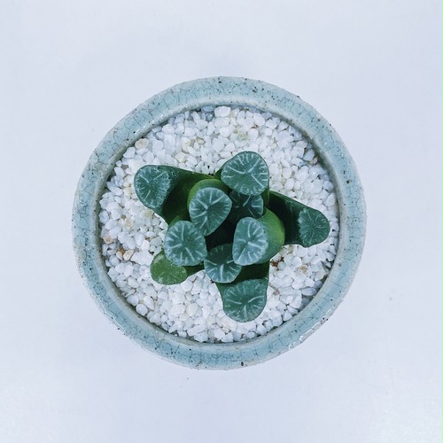 ハオルチア ・万象 Haworthia truncata var. maughanii ハオルチア ・万象 Haworthia truncata var. maughanii