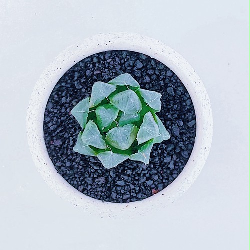ハオルチア・マスカット Haworthia obtusa 'Muscat' 10/14 ハオルチア・マスカット Haworthia obtusa 'Muscat' 10/14