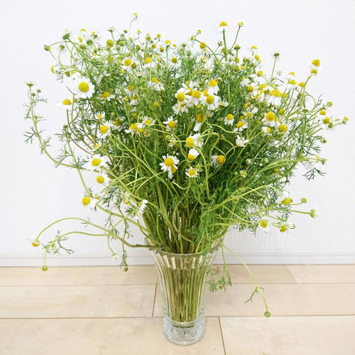 カモミールの花束 草木染工房 瓶屋