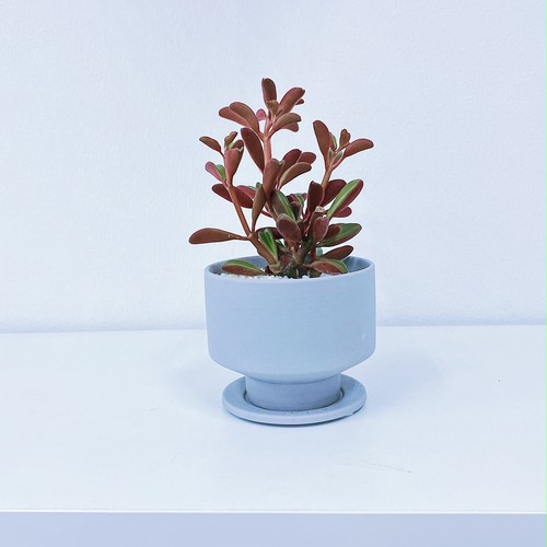 ペペロミア ・グラベオレンス Peperomia graveolens ペペロミア ・グラベオレンス Peperomia graveolens