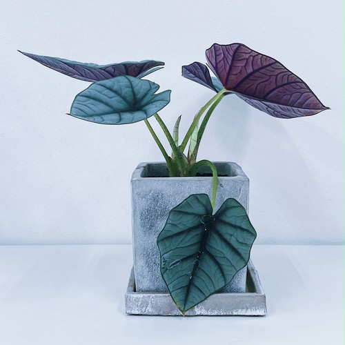 アロカシア・エーレン Alocasia nebula 'Elaine' アロカシア・エーレン Alocasia nebula 'Elaine'