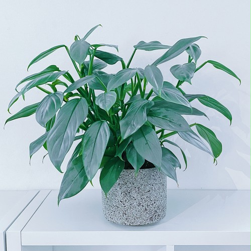フィロデンドロン・シルバーメタル Philodendron 'Silver Metal' フィロデンドロン・シルバーメタル Philodendron 'Silver Metal'