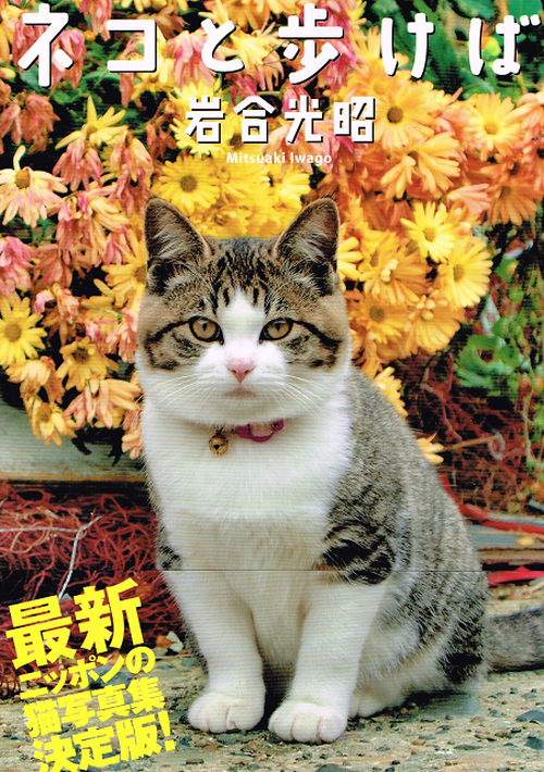 ネコと歩けば 写真集 帯付き 猫本サロン 京都三条サクラヤ