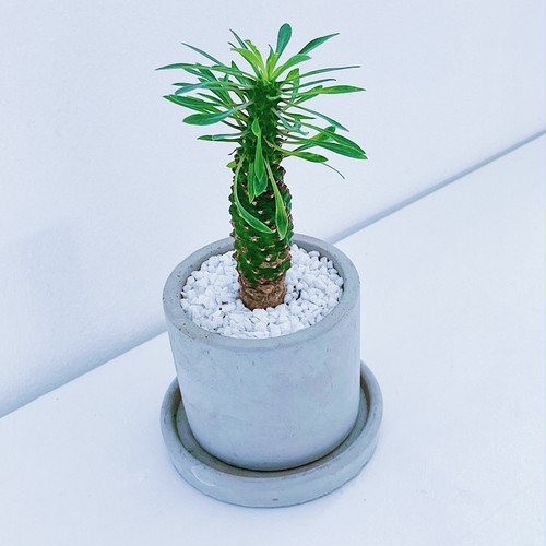 ユーフォルビア・パイナップルコーン Euphorbia ‘pineapple corn’ 10/14 ユーフォルビア・パイナップルコーン Euphorbia ‘pineapple corn’ 10/14