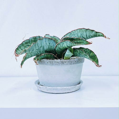 サンスベリア・シルバーブルー Sansevieria kirkii 'Silver Blue’ サンスベリア・シルバーブルー Sansevieria kirkii 'Silver Blue’