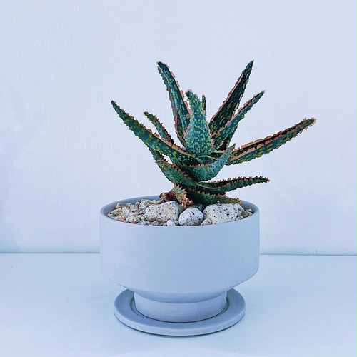 アロエ・フラミンゴ Aloe Hybrid 'Flamingo' アロエ・フラミンゴ Aloe Hybrid 'Flamingo'