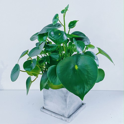 ペペロミア・ジェイド Peperomia Jade ペペロミア・ジェイド Peperomia Jade