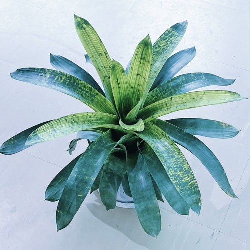 フリーセア・ギガンテア Vriesea gigantea フリーセア・ギガンテア Vriesea gigantea