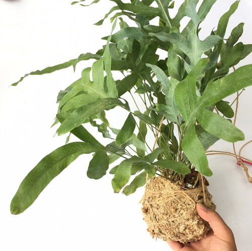 フレボディウム オーレムブルースター Greenshare