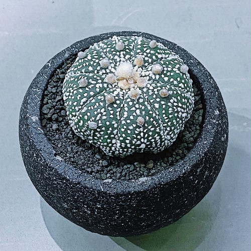 アストロフィツム・アステリアス(兜丸 )Astrophytum asterias ② 9/25 アストロフィツム・アステリアス(兜丸 )Astrophytum asterias ② 9/25