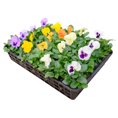 秋のお花詰め合わせ Green House Koyama