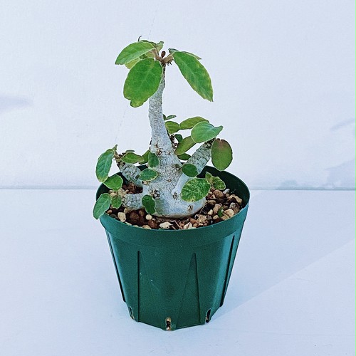 ドルステニア・フォエチダ 選抜個体 Dorstenia foetida 10/05 ドルステニア・フォエチダ 選抜個体 Dorstenia foetida 10/05