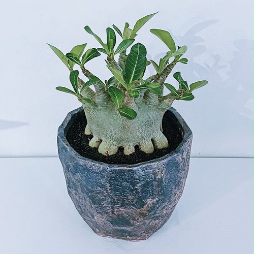 アデニウム ‘スーパードワーフ’ Adenium 'Super dwarf' 10/05 アデニウム ‘スーパードワーフ’ Adenium 'Super dwarf' 10/05