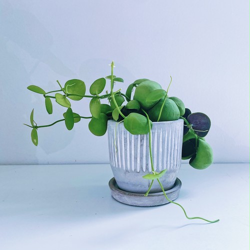 ディスキディア・インブリカータ Dischidia imbricata ディスキディア・インブリカータ Dischidia imbricata