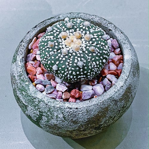 アストロフィツム・アステリアス(兜丸 )Astrophytum asterias ③ 9/25 アストロフィツム・アステリアス(兜丸 )Astrophytum asterias ③ 9/25